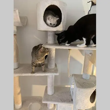 Great Between Airport And City!with Cats. *
